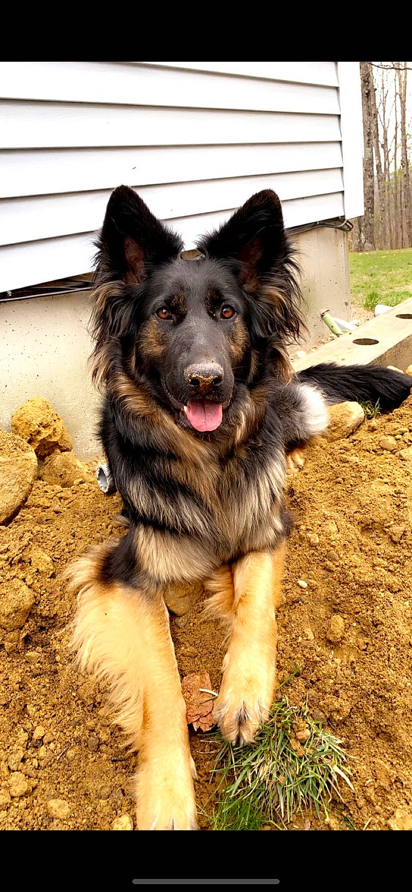 Kaia joined the competition — help win amazing prizes! bohemian_shepherd, canidae, carnivore, collar, companion_dog, dog, dog_breed, dog_collar, east_european_shepherd, fur, german_shepherd_dog, guard_dog, herding_dog, king_shepherd, plant, snout, sporting_group, tail, working_animal, working_dog