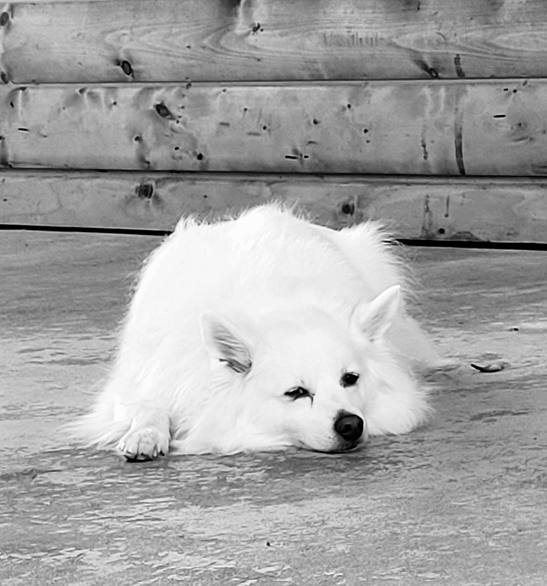 Macy is registered to the contest to win money with this photo: black_and_white, canidae, carnivore, companion_dog, dog, dog_breed, fur, german_spitz_klein, line, monochrome, monochrome_photography, snout, spitz, sporting_group, style, toy_dog, volpino_italiano, whiskers, white, wood