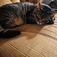 Ozzy is registered to the contest to win money with this photo: cat, tabby, sleeping, couch, brown, fur, pet, indoor, relaxing, sunlight, person, arm, clothing, texture, home, resting, cozy, feline, animal, comfort