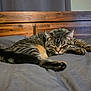 cat, tabby, sleeping, bed, bedroom, wooden_headboard, gray_bedspread, feline, pet, domestic_animal, resting, whiskers, ears, paws, fur, cozy, indoor, relaxed, closeup, animal