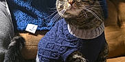 Ozzy joined the competition — help win amazing prizes! cat, tabby_cat, sweater, blue_sweater, couch, blanket, cozy, indoor, pet, feline, whiskers, brown_couch, striped_fur, comfort, domestic_cat, knitwear, curious, animal, soft_lighting, relaxed