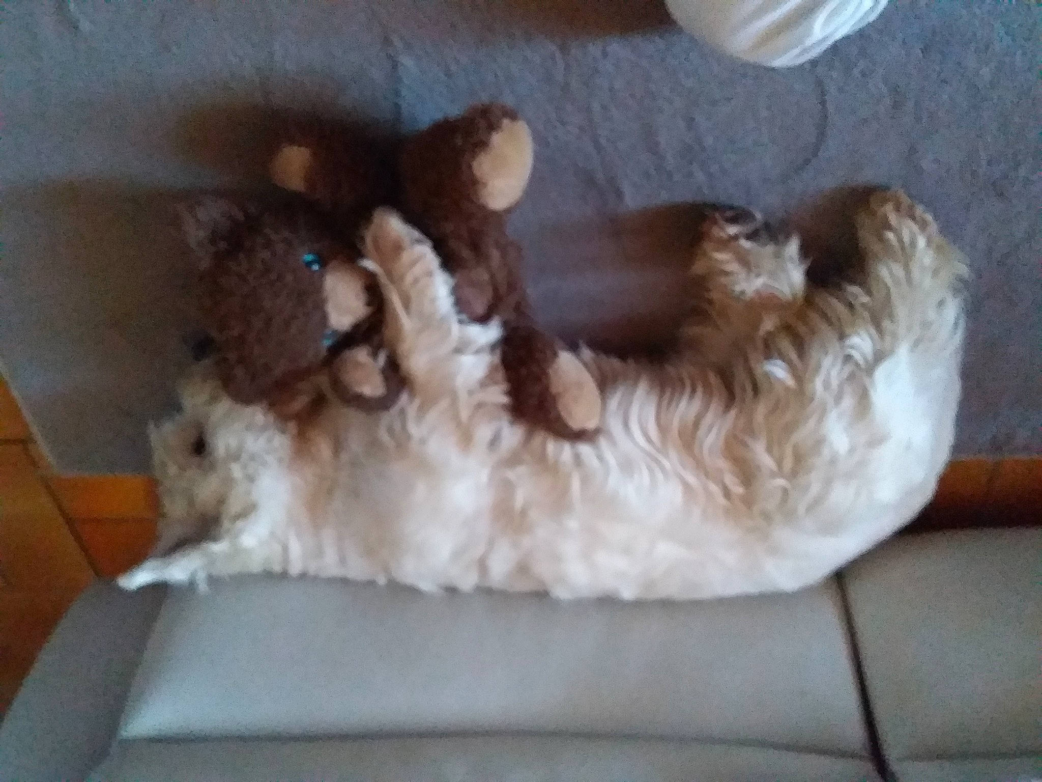 Juno a rejoint le concours — aidez-le/la à gagner de superbes lots ! canidae, carnivore, comfort, companion_dog, dog_breed, fawn, felidae, fur, liver, paw, pet_supply, shih_tzu, small_to_medium_sized_cats, snout, sporting_group, tail, terrier, toy, toy_dog, whiskers