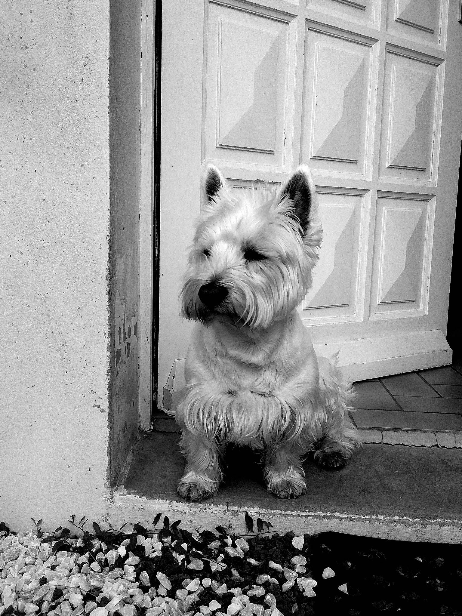 Juno participe au concours pour gagner de l'argent avec cette photo : black, black_and_white, carnivore, companion_dog, dog, dog_breed, grey, line, monochrome, monochrome_photography, small_terrier, snout, sporting_group, street, style, terrier, toy_dog, whiskers, white, working_animal