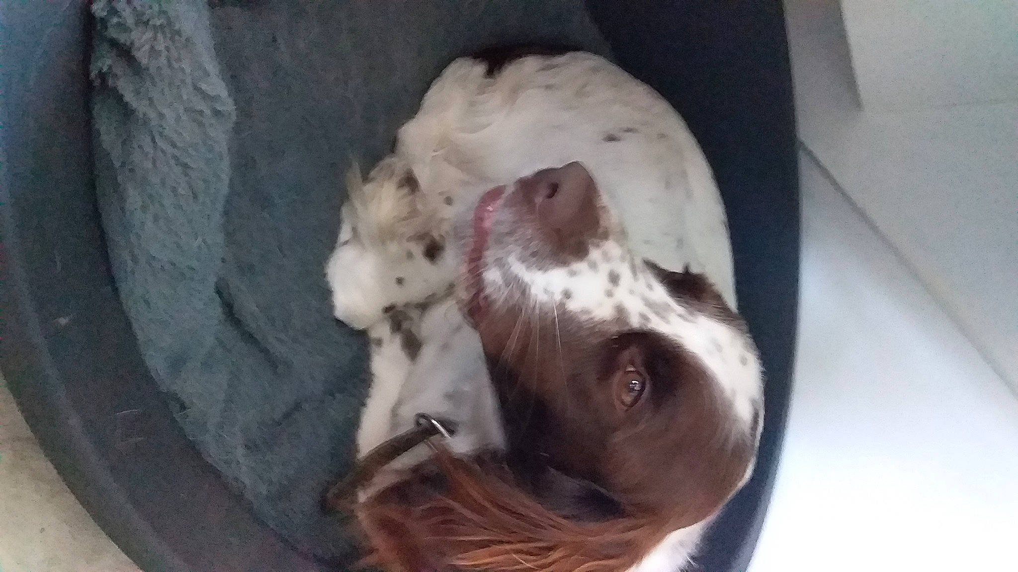 Prince participe au concours pour gagner de l'argent avec cette photo : canidae, carnivore, comfort, companion_dog, dog, dog_breed, fawn, felidae, fur, guard_dog, liver, nap, paw, small_to_medium_sized_cats, snout, spaniel, sporting_group, whiskers, working_animal, wrinkle