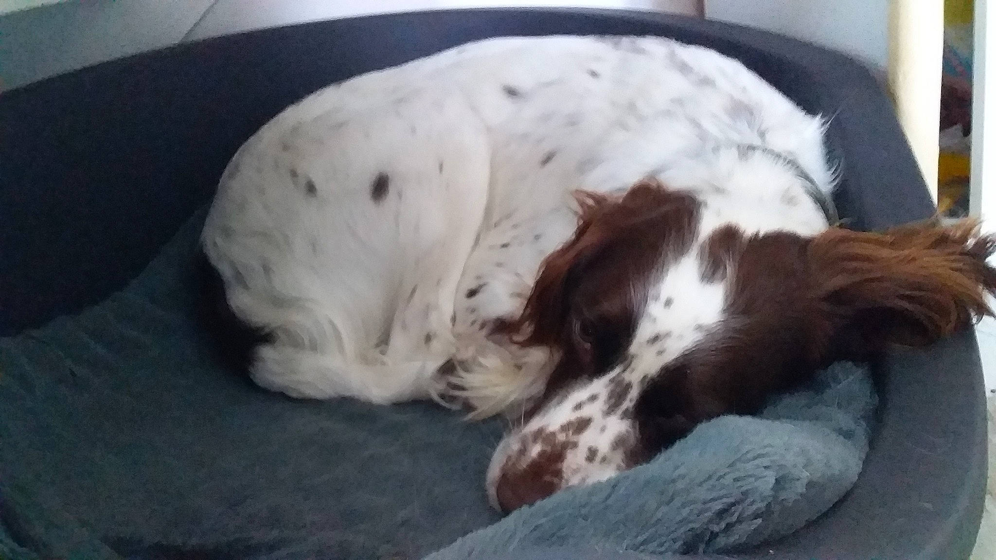 Prince participe au concours pour gagner de l'argent avec cette photo : canidae, carnivore, cocker_spaniel, companion_dog, dog, dog_breed, fawn, french_spaniel, fur, gun_dog, liver, nap, non_sporting_group, paw, snout, spaniel, sporting_group, terrestrial_animal, whiskers, working_animal