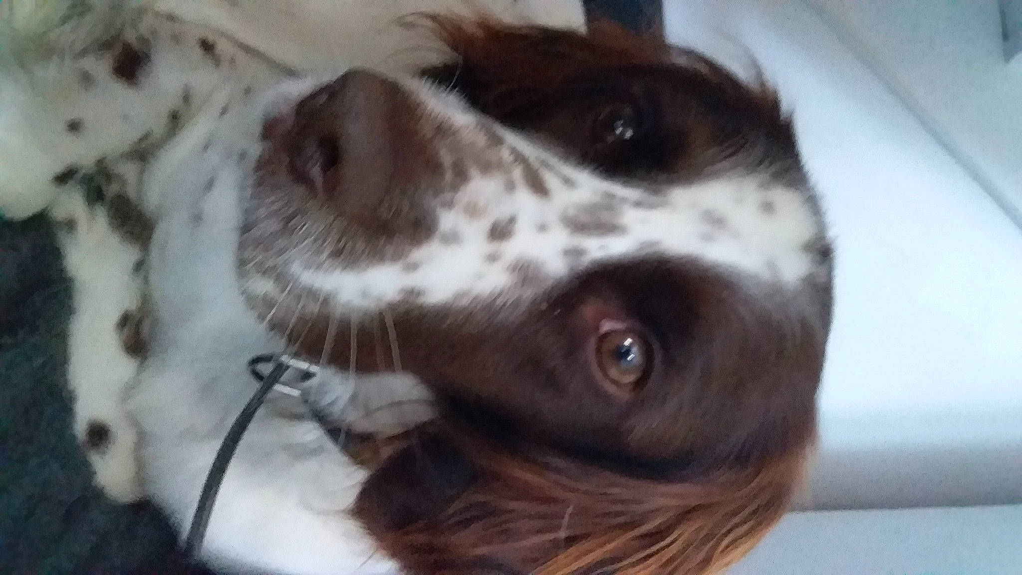 Prince participe au concours pour gagner de l'argent avec cette photo : carnivore, companion_dog, dog, dog_breed, ear, french_spaniel, fur, gun_dog, hunting_dog, liver, pointing_breed, pont_audemer_spaniel, snout, spaniel, sporting_group, whiskers, wood, working_animal