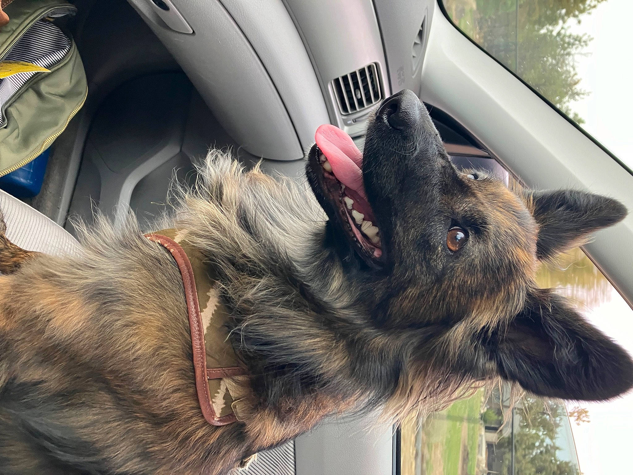 Havoc is registered to the contest to win money with this photo: automotive_tire, car_seat_cover, carnivore, dog_breed, felidae, fur, gesture, mammal, motor_vehicle, personal_luxury_car, plant, small_to_medium_sized_cats, snout, sporting_group, tree, vehicle, vehicle_door, vertebrate, whiskers, window
