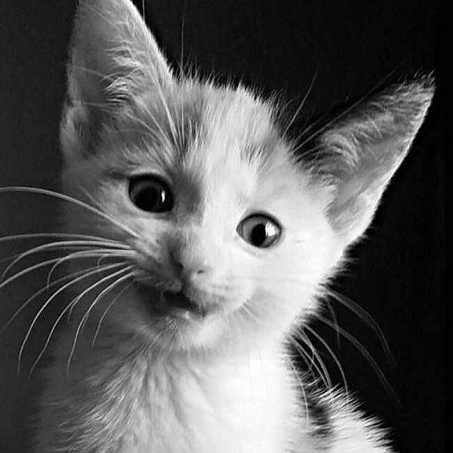 Kittie is registered to the contest to win money with this photo: