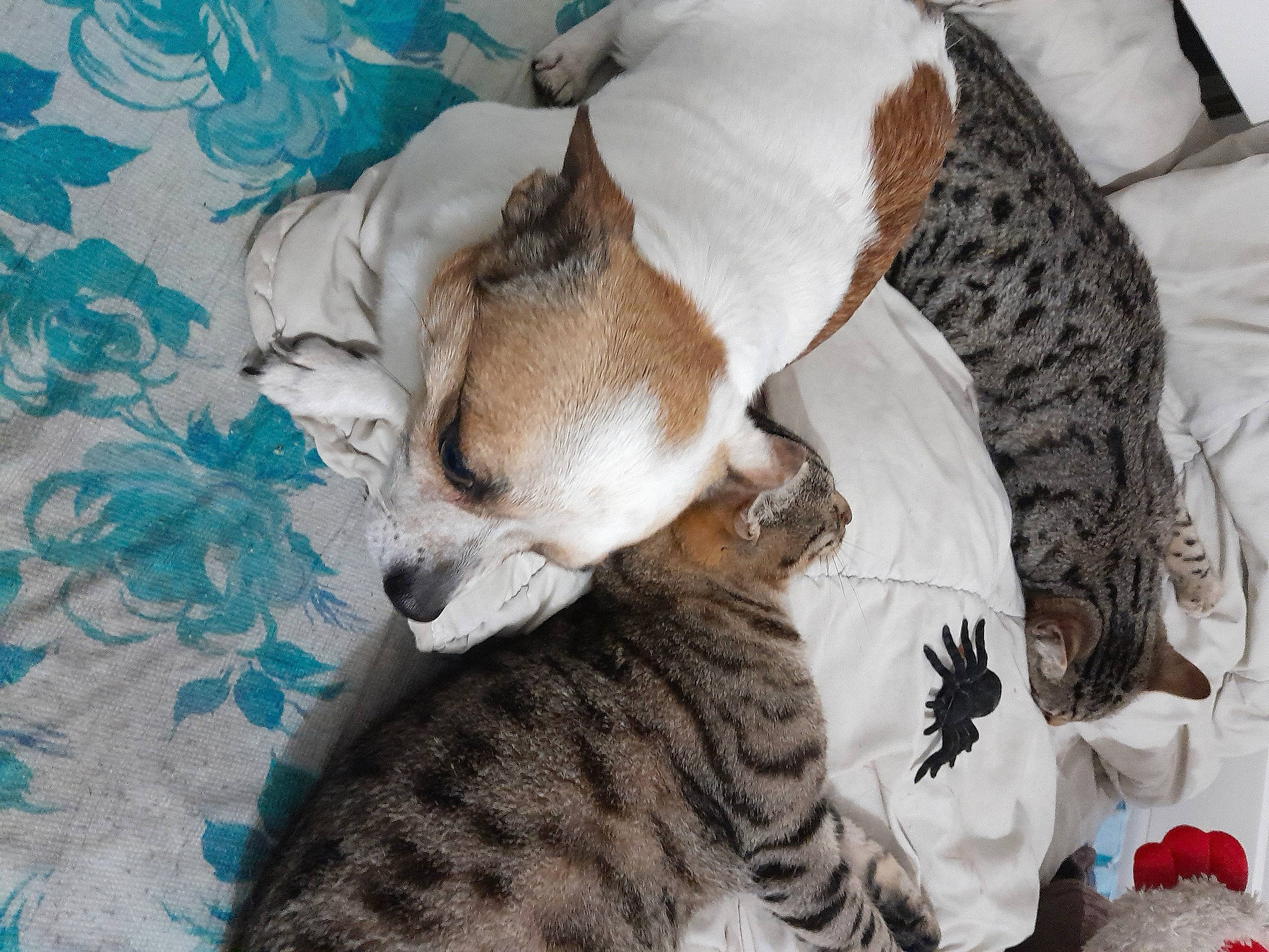 Nougat participe au concours pour gagner de l'argent avec cette photo : bedding, canidae, carnivore, comfort, companion_dog, dog, dog_breed, dog_supply, domestic_short_haired_cat, fawn, felidae, fur, linens, nap, paw, small_to_medium_sized_cats, snout, sporting_group, tail, whiskers