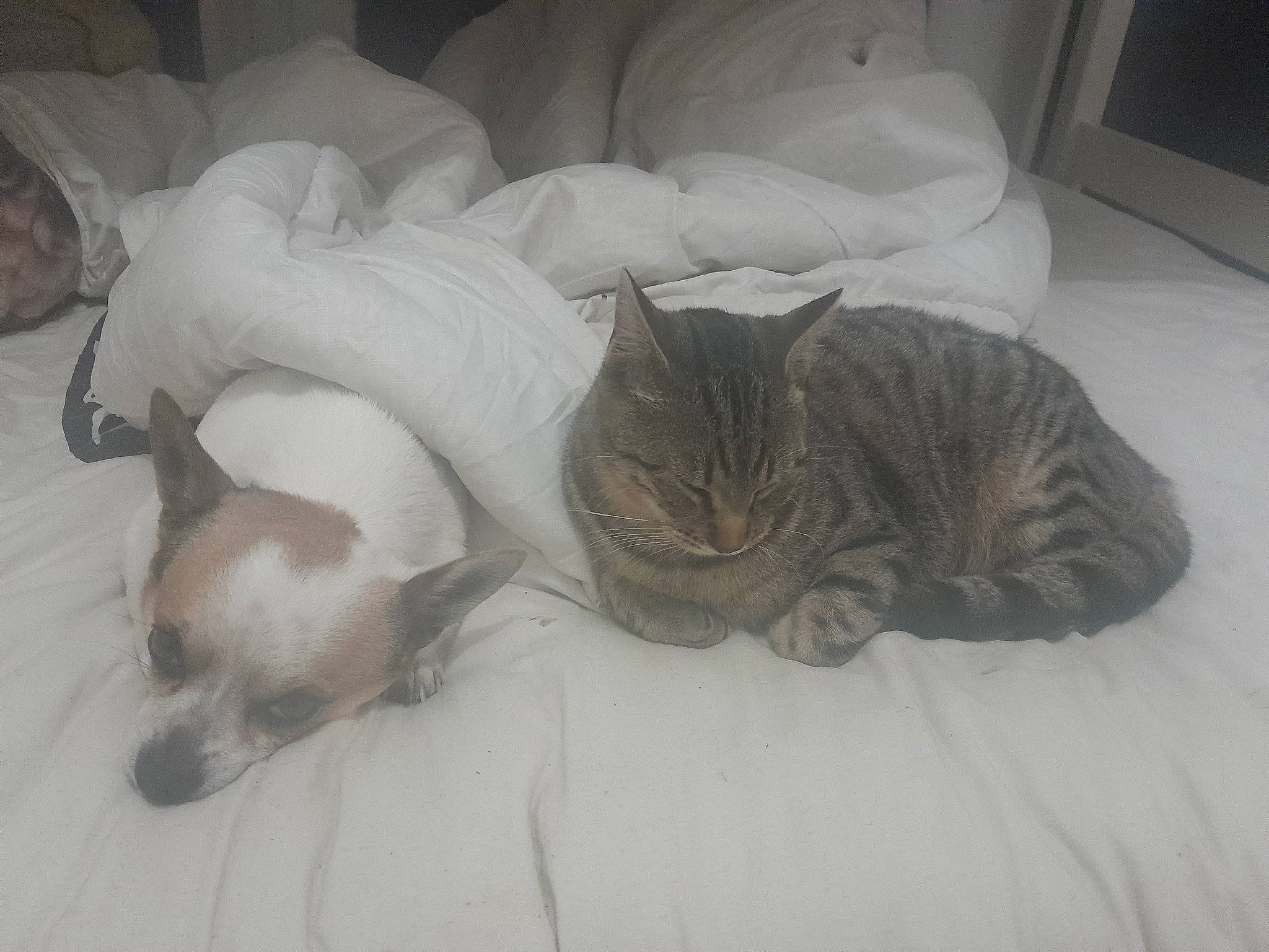 Nougat participe au concours pour gagner de l'argent avec cette photo : bed, bedding, carnivore, cat, cat_bed, comfort, companion_dog, dog_breed, domestic_short_haired_cat, fawn, felidae, fur, grey, linens, mammal, paw, small_to_medium_sized_cats, snout, tail, whiskers