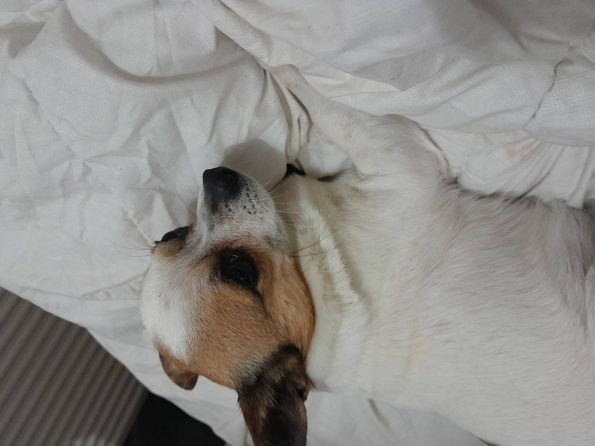 Nougat a rejoint le concours — aidez-le/la à gagner de superbes lots ! canidae, carnivore, comfort, companion_dog, dog, dog_breed, duvet, fawn, fur, linens, nap, non_sporting_group, paw, snout, sporting_group, terrestrial_animal, whiskers, working_animal