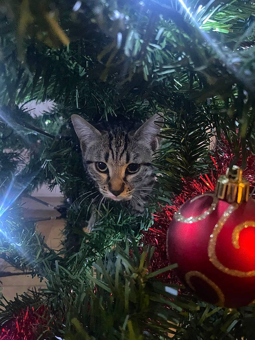 Rio a rejoint le concours — aidez-le/la à gagner de superbes lots ! branch, carnivore, cat, christmas_decoration, christmas_ornament, christmas_tree, conifer, event, evergreen, felidae, holiday, holiday_ornament, larch, light, ornament, plant, small_to_medium_sized_cats, tradition, whiskers, woody_plant