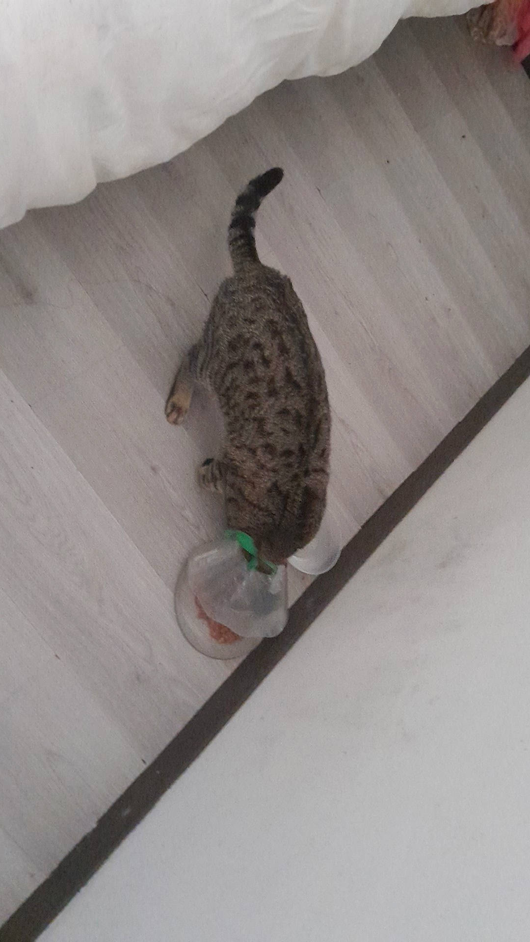 Rio participe au concours pour gagner de l'argent avec cette photo : carnivore, cat, felidae, fur, hardwood, shadow, small_to_medium_sized_cats, tail, terrestrial_animal, whiskers, wildlife, wood