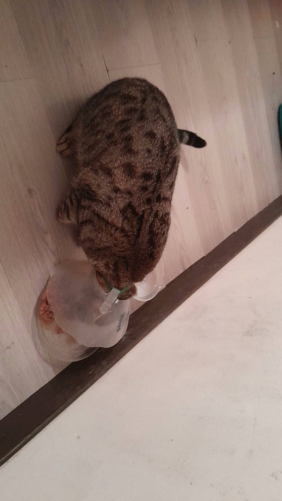 Rio participe au concours pour gagner de l'argent avec cette photo : canidae, domestic_short_haired_cat, fawn, felidae, fish, flooring, fur, hardwood, insect, pattern, rabbit, rabbits_and_hares, shadow, small_to_medium_sized_cats, snout, sporting_group, tail, terrestrial_animal, whiskers, wood