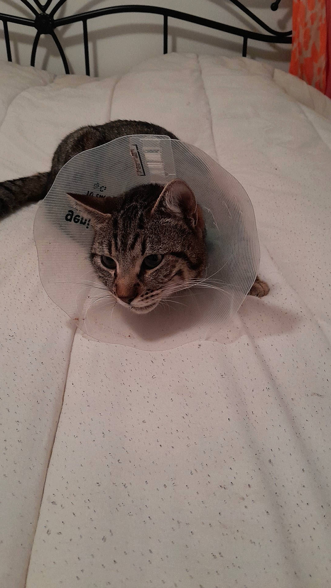 Rio a rejoint le concours — aidez-le/la à gagner de superbes lots ! automotive_tire, carnivore, cat, comfort, domestic_short_haired_cat, eye, fawn, felidae, flooring, fur, grey, linens, plant, sitting, small_to_medium_sized_cats, tail, terrestrial_animal, tree, whiskers, wood