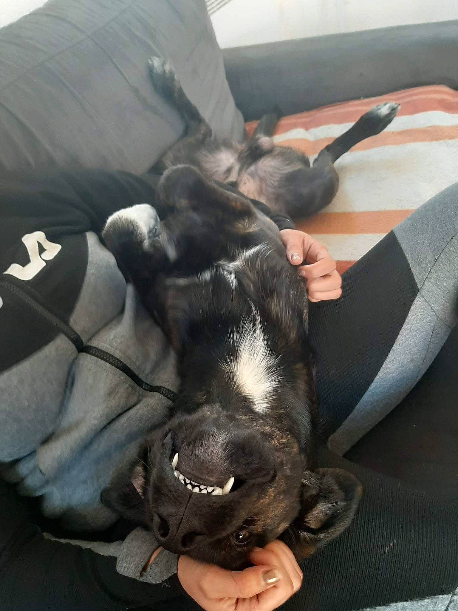 Sensei a rejoint le concours — aidez-le/la à gagner de superbes lots ! auto_part, canidae, car_seat, carnivore, claw, comfort, companion_dog, dog, dog_breed, foot, fur, gesture, guard_dog, nap, non_sporting_group, paw, puppy, sporting_group, tail, working_animal