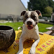 Tyson a rejoint le concours — aidez-le/la à gagner de superbes lots ! dog, canine, pet, animal, outdoor, table, tablecloth, floral_pattern, yellow, black_pot, sunlight, green_grass, garden, happy, tongue_out, ears, front_paws, closeup, summer, daytime
