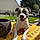 Tyson