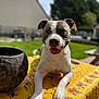 dog, canine, pet, animal, outdoor, table, tablecloth, floral_pattern, yellow, black_pot, sunlight, green_grass, garden, happy, tongue_out, ears, front_paws, closeup, summer, daytime