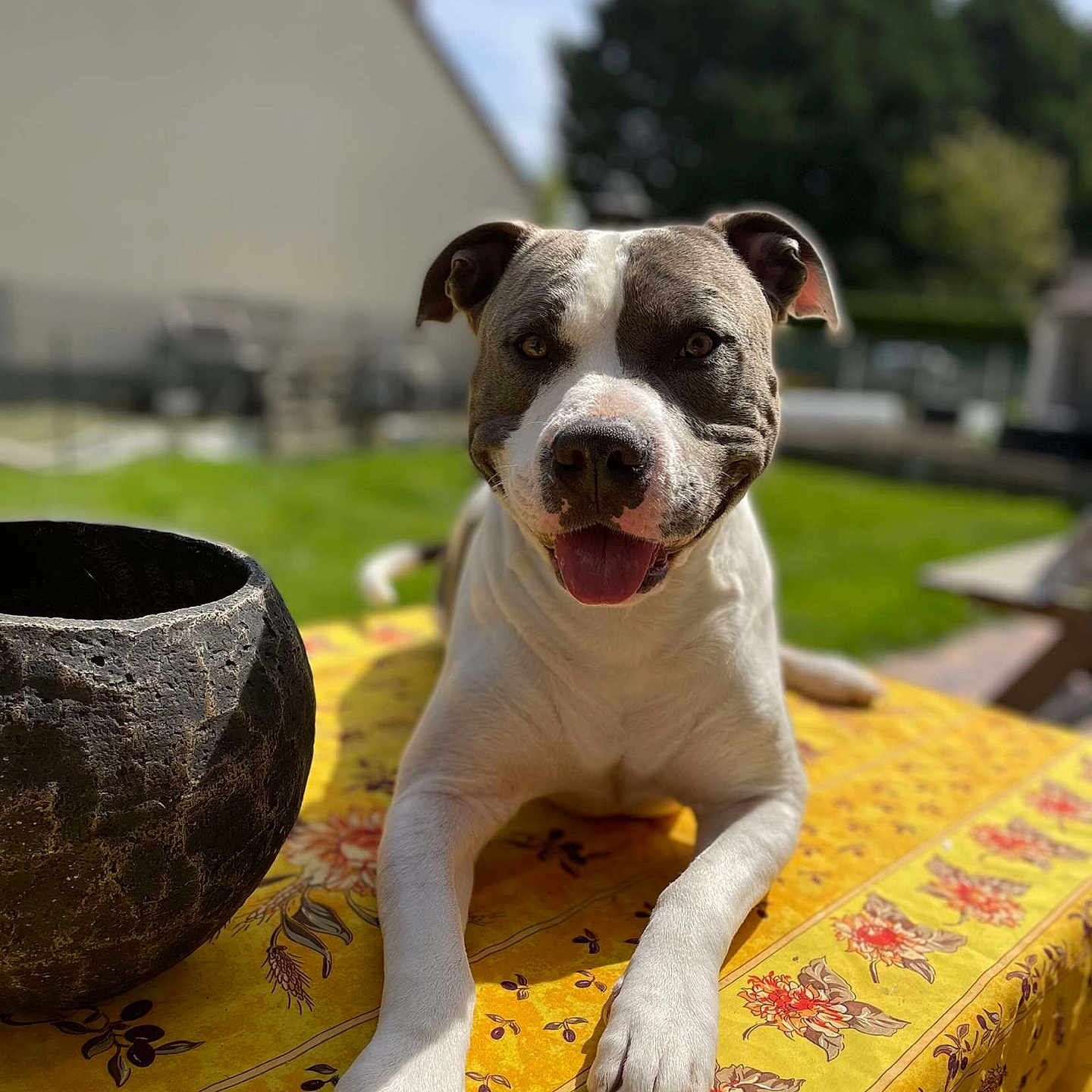Tyson a rejoint le concours — aidez-le/la à gagner de superbes lots ! animal, black_pot, canine, closeup, daytime, dog, ears, floral_pattern, front_paws, garden, green_grass, happy, outdoor, pet, summer, sunlight, table, tablecloth, tongue_out, yellow