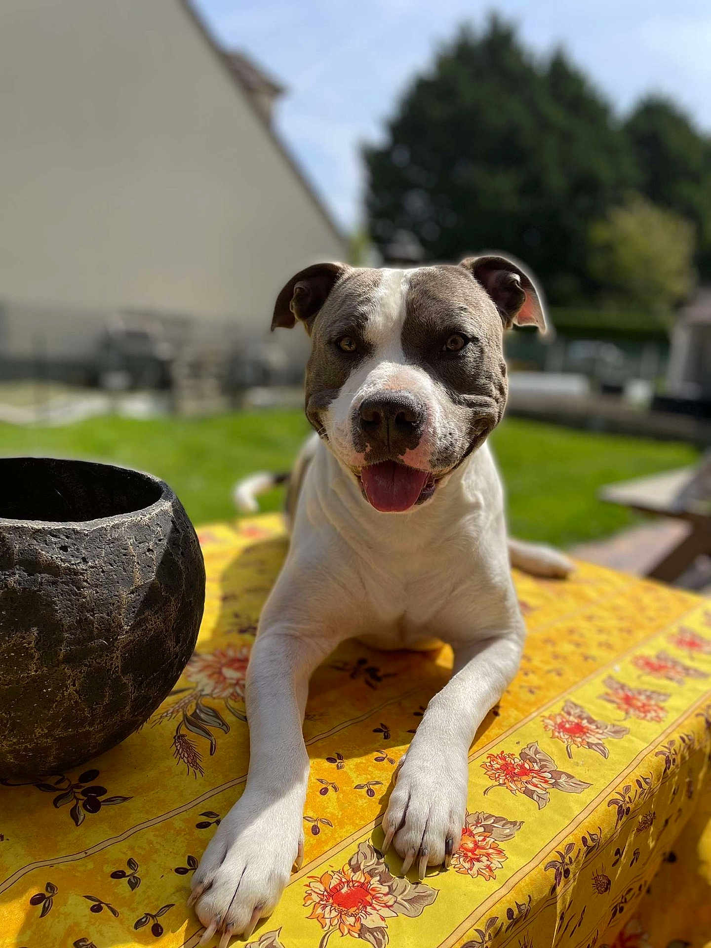 Tyson a rejoint le concours — aidez-le/la à gagner de superbes lots ! dog, canine, pet, animal, outdoor, table, tablecloth, floral_pattern, yellow, black_pot, sunlight, green_grass, garden, happy, tongue_out, ears, front_paws, closeup, summer, daytime