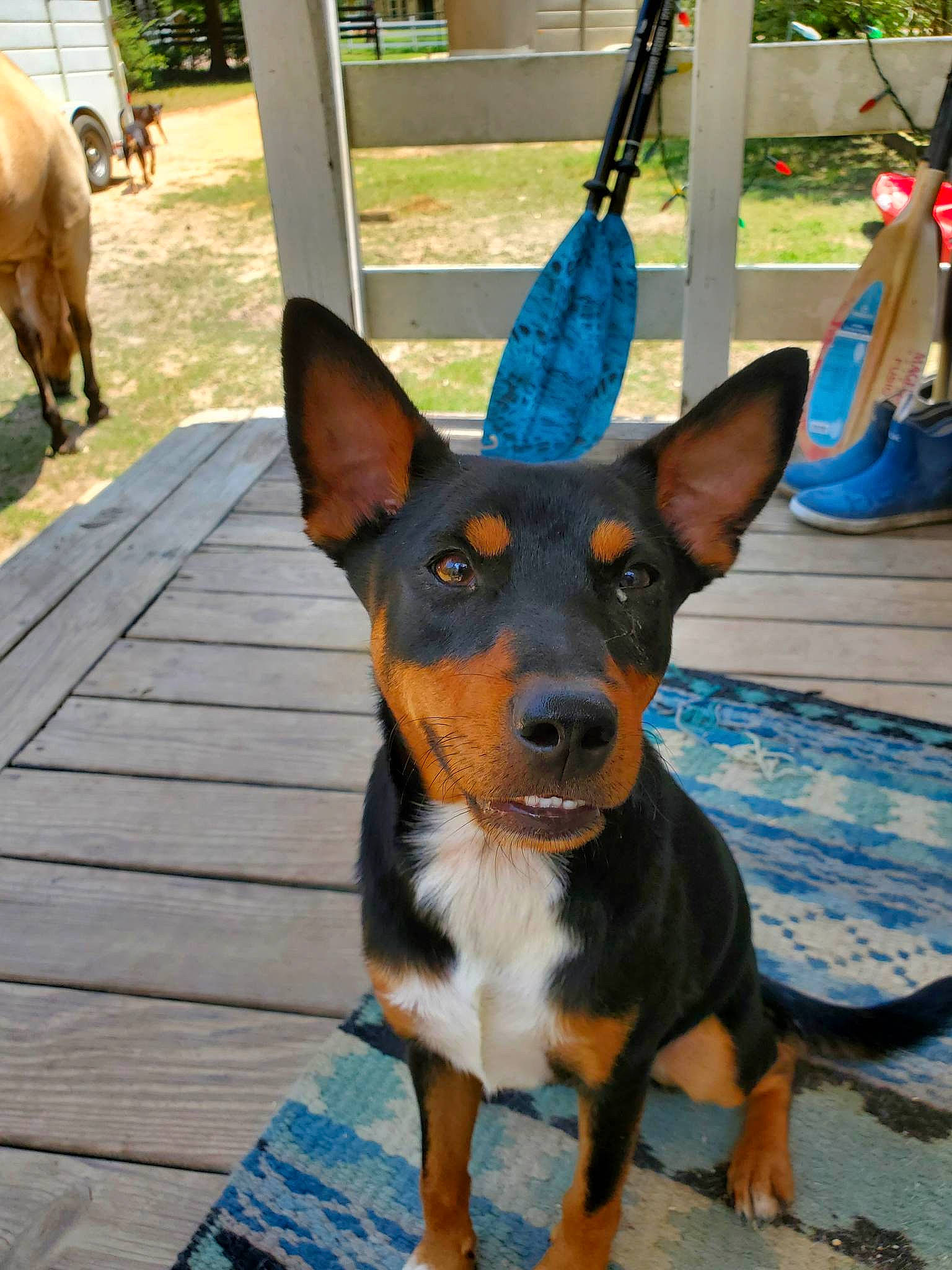 Dizzy joined the competition — help win amazing prizes! carnivore, collar, companion_dog, dobermann, dog, dog_breed, dog_supply, electric_blue, guard_dog, plant, prazsky_krysarik, sharing, sporting_group, toy_dog, working_animal, working_dog