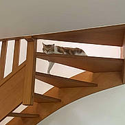 Leo a rejoint le concours — aidez-le/la à gagner de superbes lots ! animal, architecture, brown, calm, cat, domestic_cat, furniture, home, horizontal, indoor, lounging, paw, pet, railing, relaxed, resting, stairs, white, wood, wooden_stairs