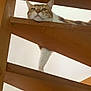 animal, brown, cat, contemplative, curious, feline, home, indoor, light, looking_down, paw, pet, quiet, relaxed, resting, stairs, structure, vertical, white, wooden