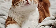 Leo a rejoint le concours — aidez-le/la à gagner de superbes lots ! cat, orange_cat, white_fur, pet, animal, indoor, bed, blanket, fur, whiskers, ears, relaxed, stretching, cute, mammal, domestic_cat, feline, resting, closeup, sleepy