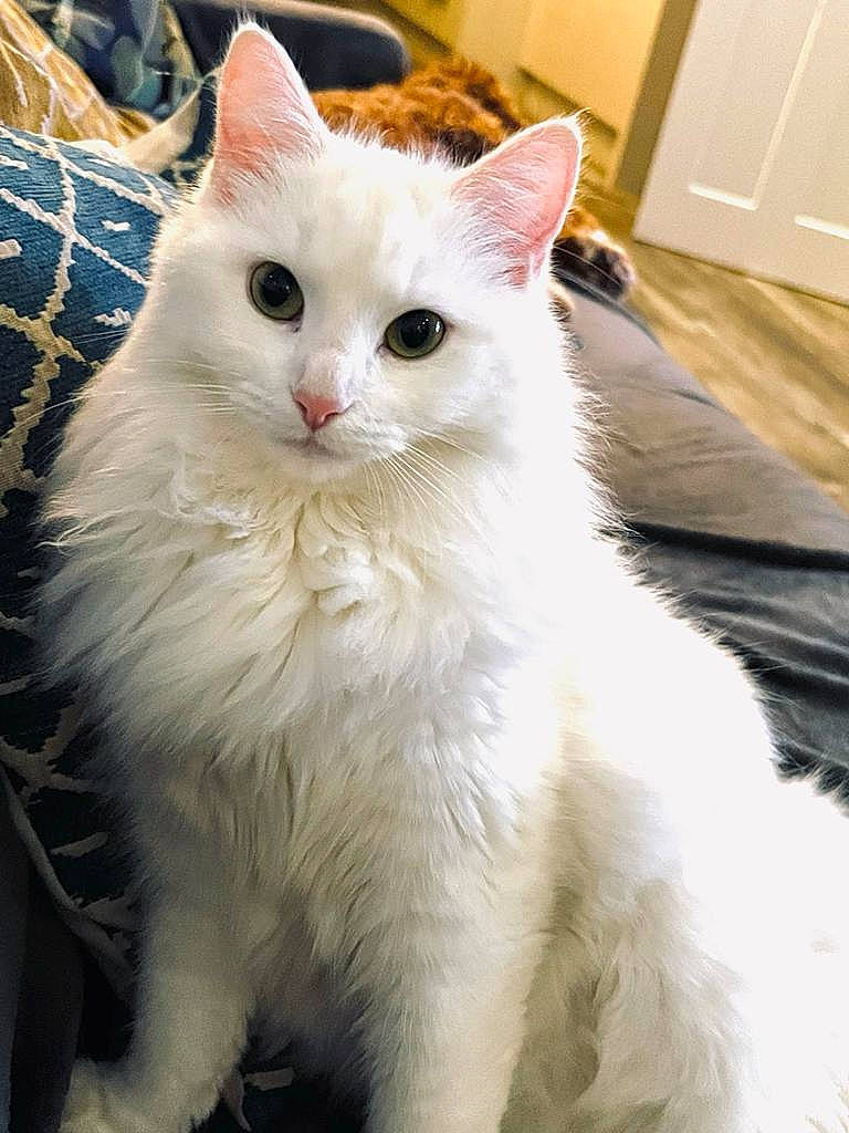 Inka joined the competition — help win amazing prizes! carnivore, cat, door, felidae, fur, paw, small_to_medium_sized_cats, snout, terrestrial_animal, wall_plate, whiskers