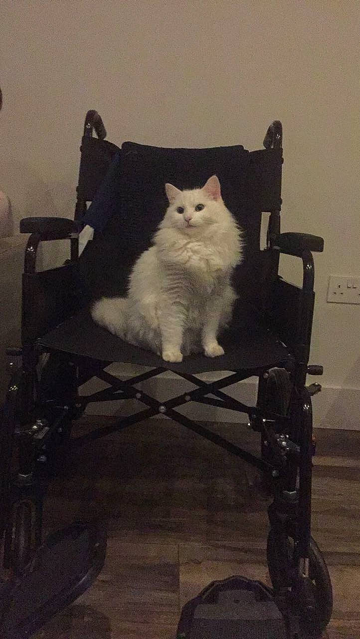 Inka joined the competition — help win amazing prizes! art, automotive_tire, carnivore, cat, chair, domestic_short_haired_cat, felidae, flooring, fur, grey, metal, room, sitting, small_to_medium_sized_cats, tail, tints_and_shades, tire, wheel, whiskers, wood