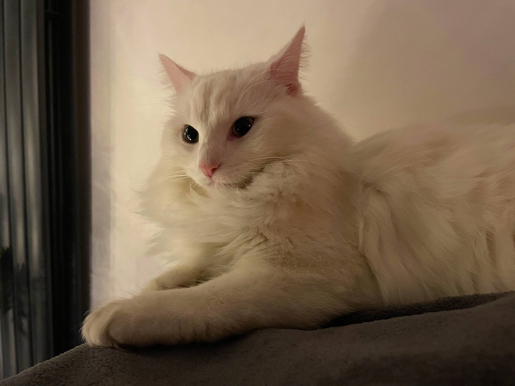 Inka is registered to the contest to win money with this photo: carnivore, cat, claw, comfort, curtain, domestic_short_haired_cat, fawn, felidae, fur, paw, sitting, small_to_medium_sized_cats, snout, tail, whiskers, window