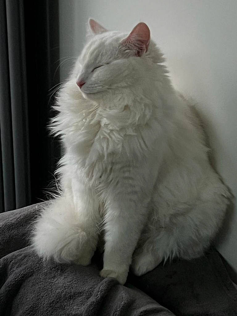 Inka joined the competition — help win amazing prizes! carnivore, cat, claw, comfort, curtain, felidae, fur, grey, paw, sitting, small_to_medium_sized_cats, snout, tail, terrestrial_animal, whiskers