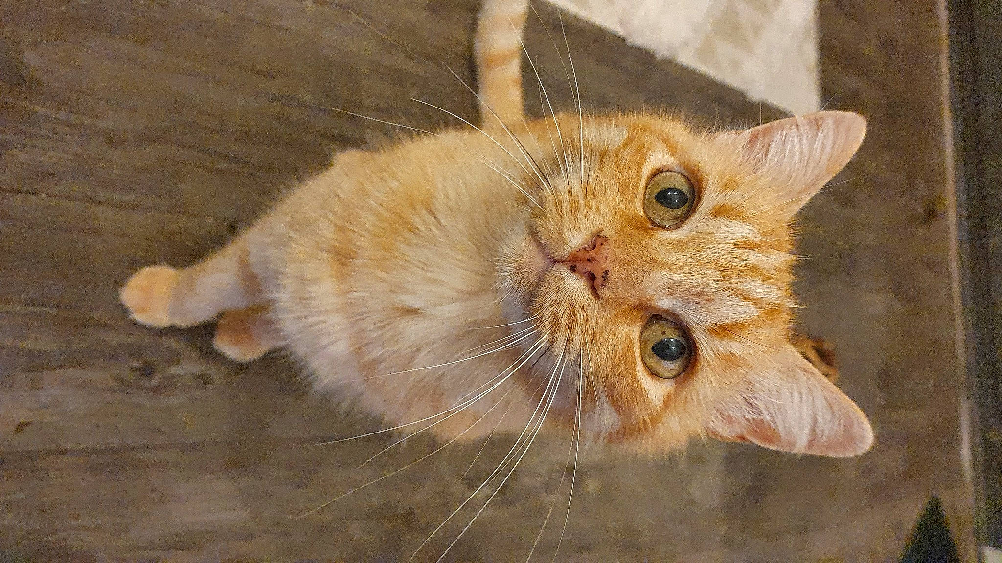 Gaston a rejoint le concours — aidez-le/la à gagner de superbes lots ! carnivore, cat, claw, domestic_short_haired_cat, fawn, felidae, fur, paw, small_to_medium_sized_cats, snout, tail, whiskers, window, wood