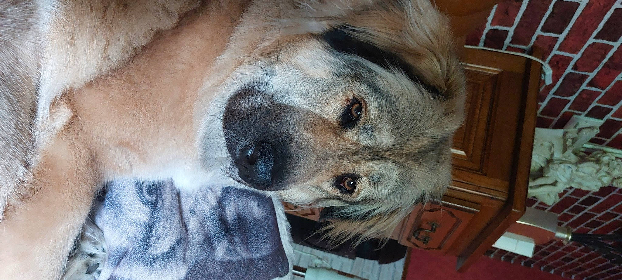 Talya a rejoint le concours — aidez-le/la à gagner de superbes lots ! canidae, carnivore, companion_dog, dog, dog_breed, ear, fawn, fur, liver, nose, paw, plant, snout, sporting_group, terrestrial_animal, whiskers, working_animal