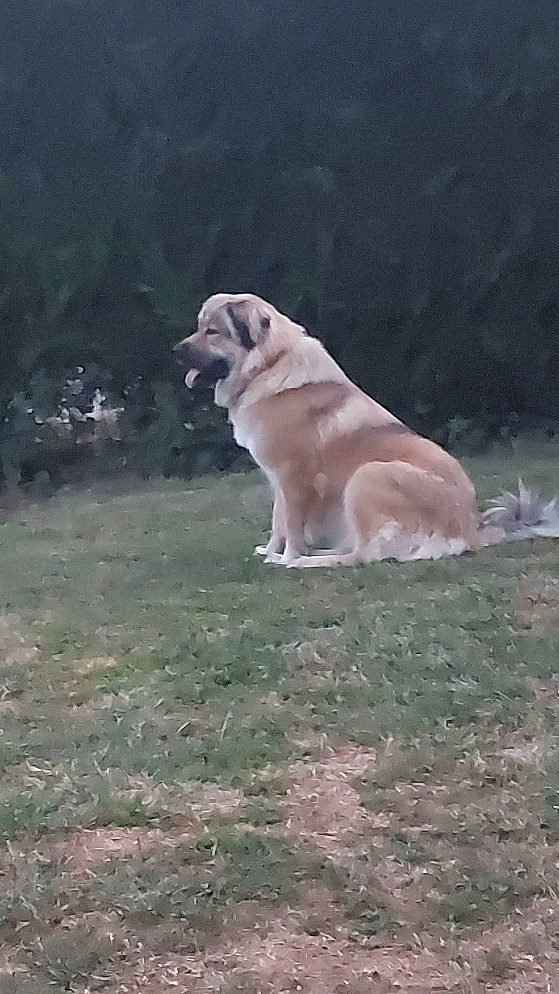 Talya participe au concours pour gagner de l'argent avec cette photo : canidae, carnivore, companion_dog, darkness, dog, dog_breed, fawn, grass, guard_dog, landscape, night, snout, soil, sporting_group, tail, terrestrial_animal, tree, wildlife, working_animal, wrinkle