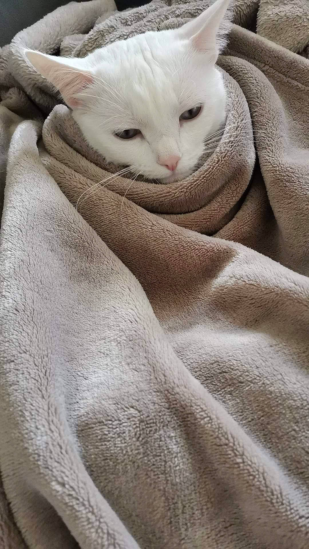 Loona a rejoint le concours — aidez-le/la à gagner de superbes lots ! beige, carnivore, cat, comfort, domestic_short_haired_cat, felidae, fur, grey, linens, pattern, paw, sleeve, small_to_medium_sized_cats, snout, terrestrial_animal, whiskers, white