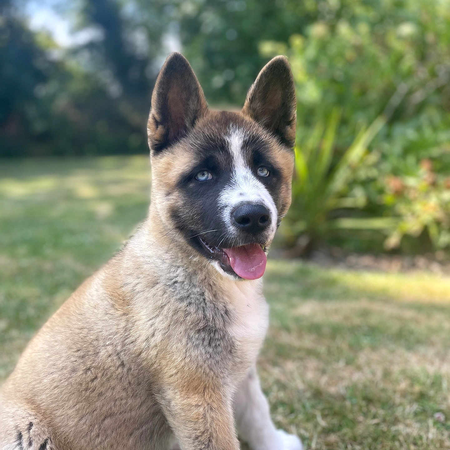 Laïka