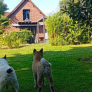 Laïka participe au concours pour gagner de l'argent avec cette photo : dog, grass, house, garden, tree, bush, greenery, daylight, outdoor, pets, animal, backyard, nature, sunlight, brick_wall, window, plants, canine, yard, summer