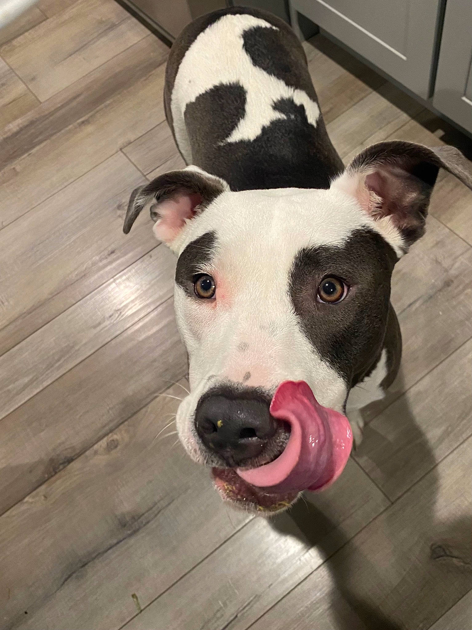 Leeloo joined the competition — help win amazing prizes! bull_terrier, canidae, carnivore, collar, companion_dog, dog, dog_breed, dog_supply, english_white_terrier, fawn, floor, flooring, hardwood, mammal, snout, sporting_group, whiskers, white, wood, working_animal
