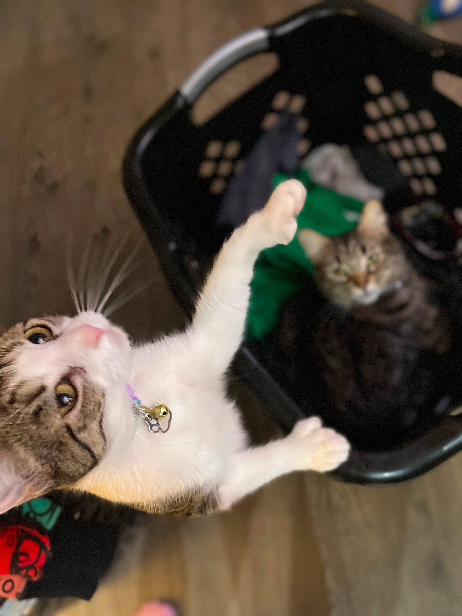 Cami is registered to the contest to win money with this photo: carnivore, cat, cat_toy, claw, collar, comfort, domestic_short_haired_cat, fang, felidae, fur, paw, small_to_medium_sized_cats, tail, whiskers