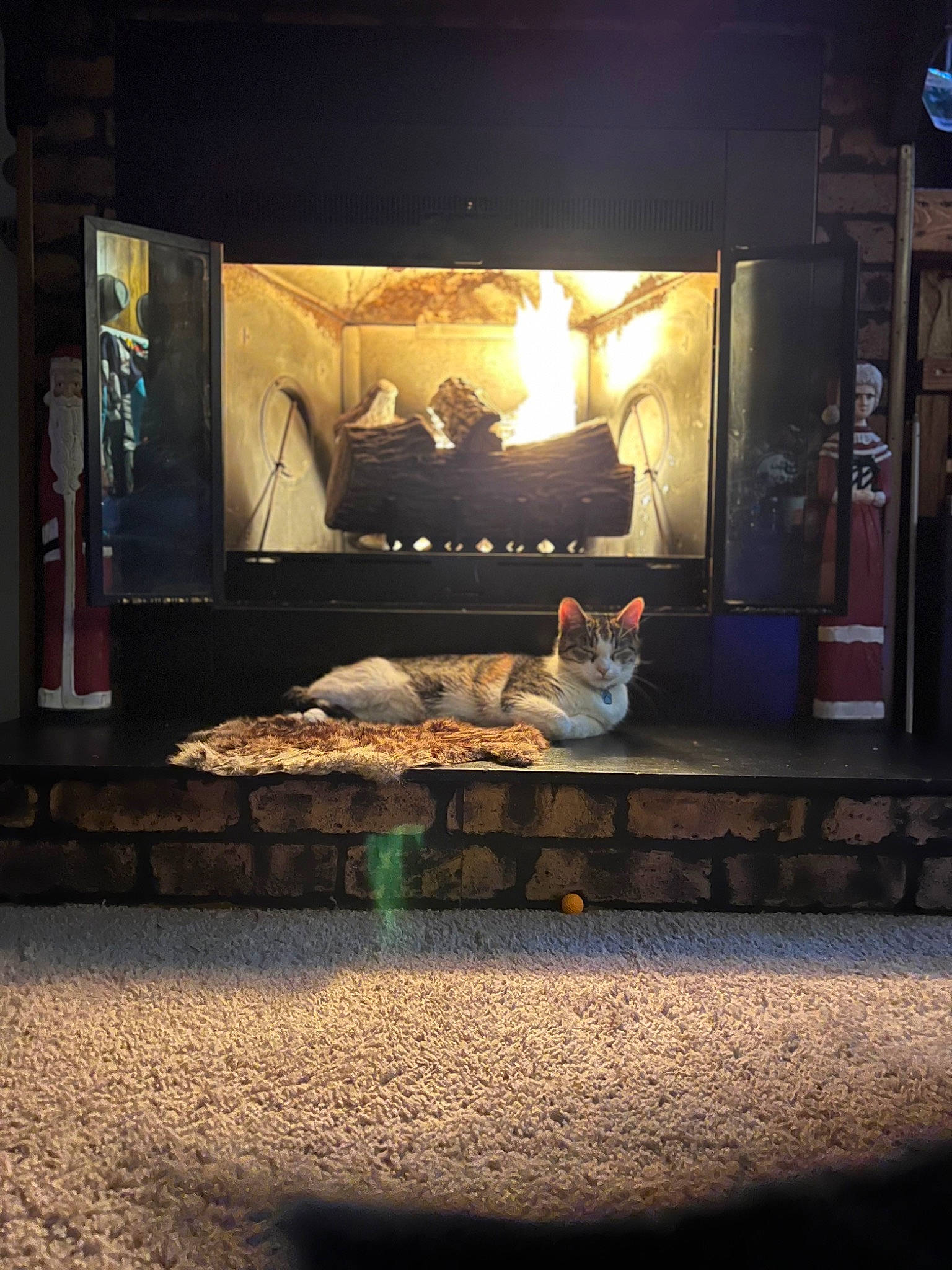 Cami is registered to the contest to win money with this photo: cat, darkness, display_case, event, flooring, gas, glass, hearth, heat, music_venue, night, rectangle, room, sky, tints_and_shades, visual_arts, window, wood