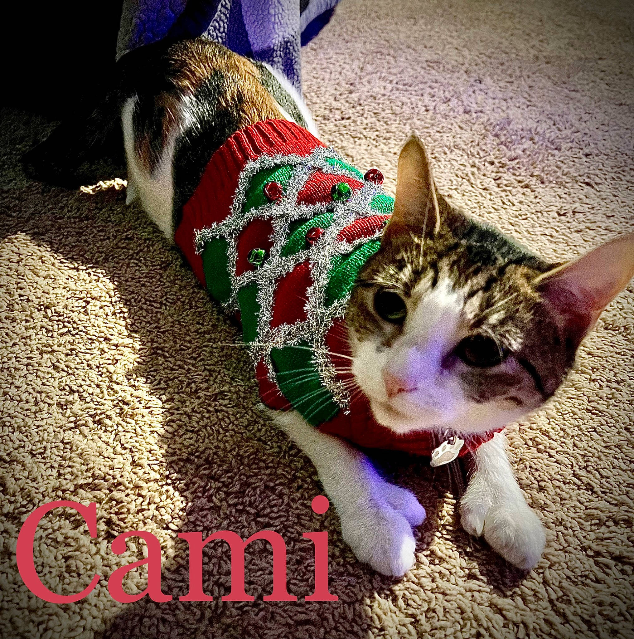 Cami joined the competition — help win amazing prizes! carnivore, cat, domestic_short_haired_cat, fashion_accessory, fawn, felidae, font, fur, grass, happy, holiday, human_leg, leg, organism, photo_caption, sky, small_to_medium_sized_cats, snout, tail, whiskers