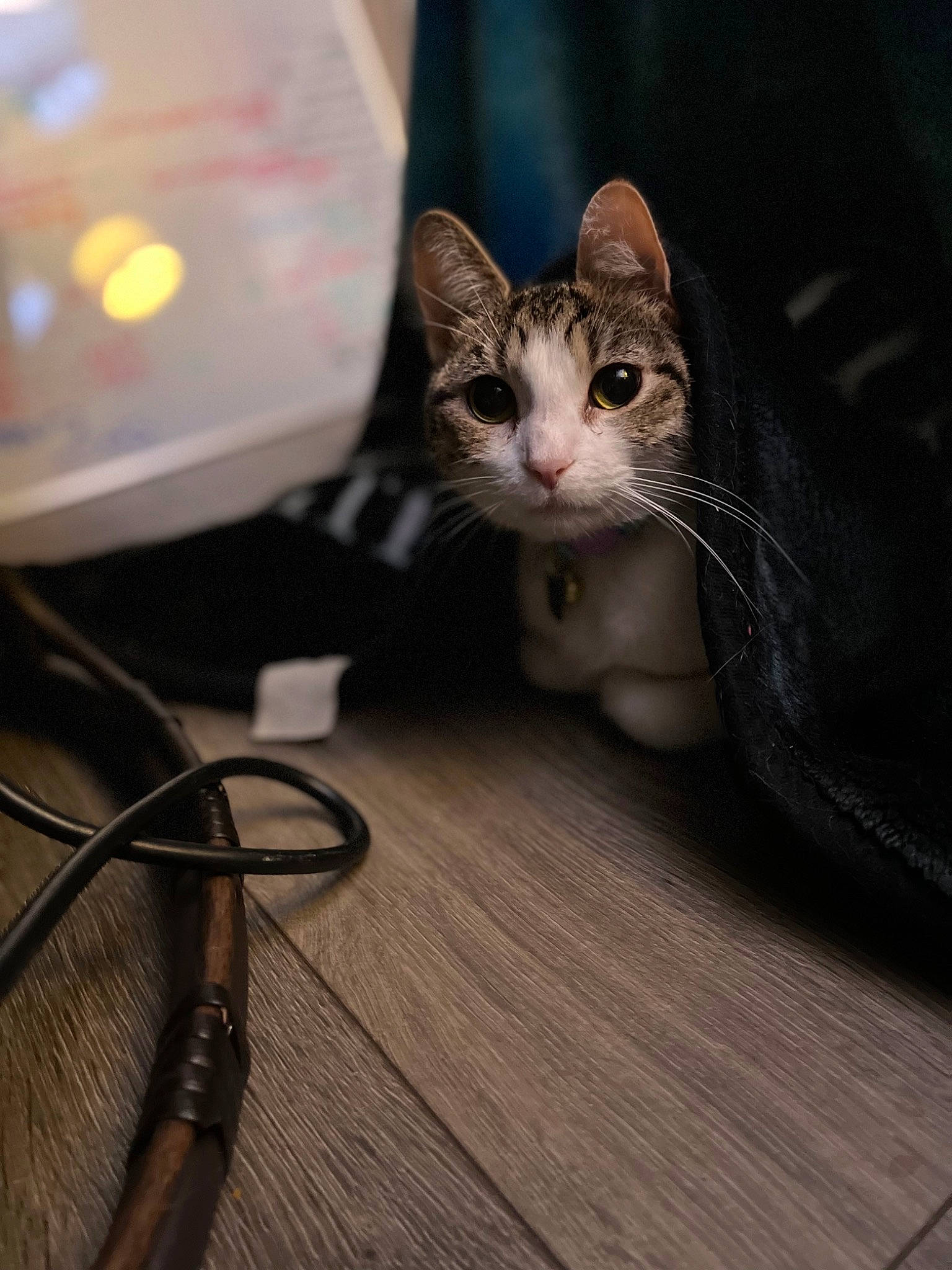Cami is registered to the contest to win money with this photo: audio_equipment, cable, cardboard, carnivore, cat, domestic_short_haired_cat, felidae, flooring, fur, gadget, hardwood, paw, plywood, small_to_medium_sized_cats, snout, tail, whiskers, wire, wood, wood_flooring