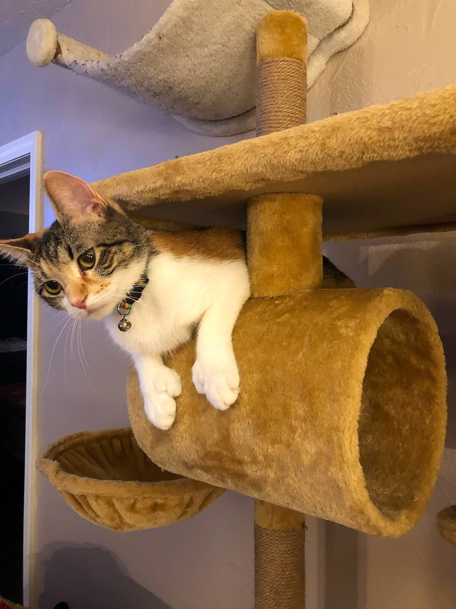 Hemi joined the competition — help win amazing prizes! art, artifact, carnivore, cat, cat_furniture, cat_supply, domestic_short_haired_cat, fawn, felidae, fur, metal, paw, pedestal, pet_supply, room, sculpture, small_to_medium_sized_cats, tail, whiskers, wood