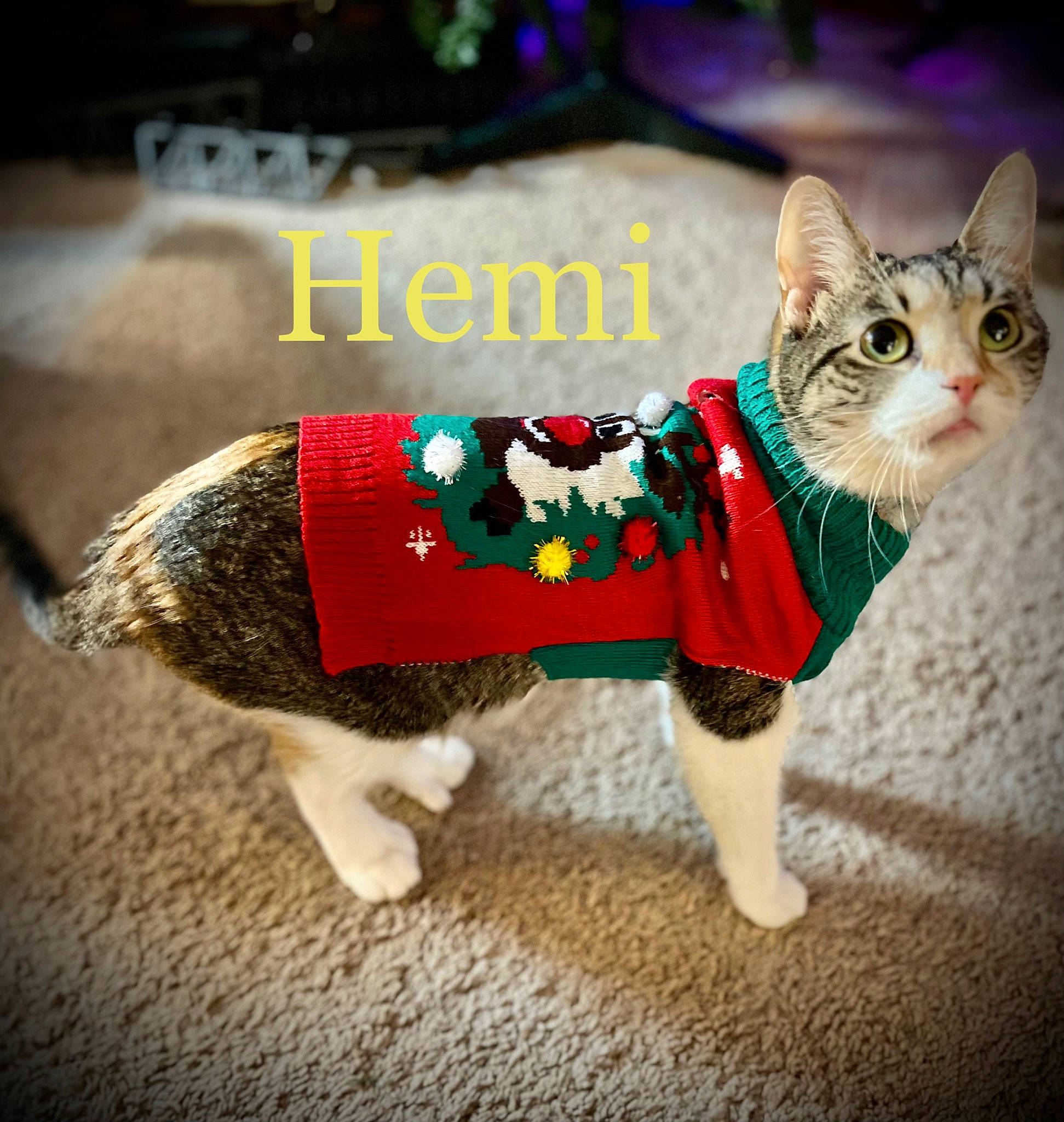 Hemi joined the competition — help win amazing prizes! carnivore, cat, collar, companion_dog, event, fashion_accessory, fawn, felidae, fictional_character, font, fur, grass, holiday, paw, pet_supply, small_to_medium_sized_cats, snout, tail, toy, whiskers