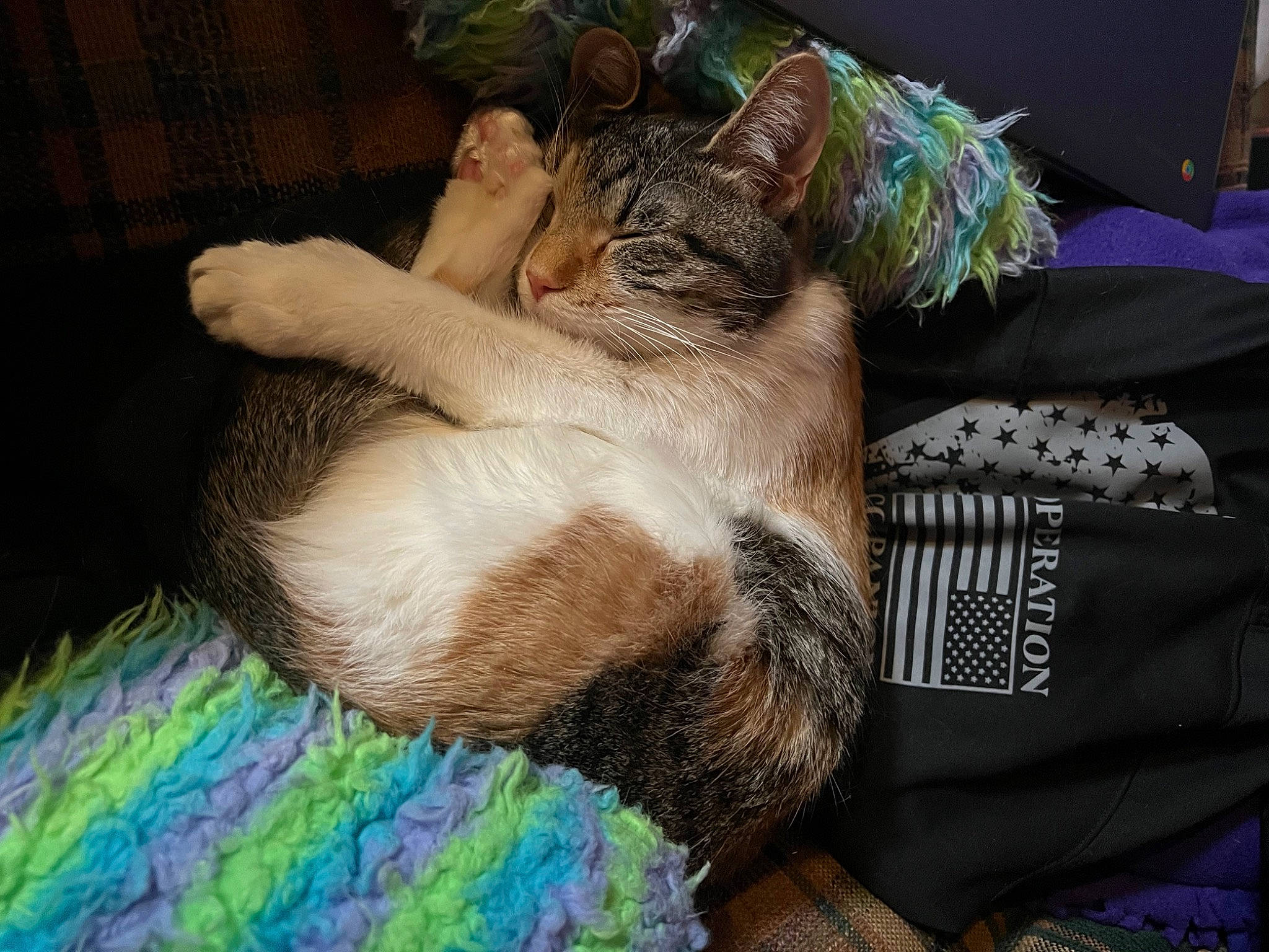 Hemi is registered to the contest to win money with this photo: canidae, carnivore, cat, claw, comfort, companion_dog, domestic_short_haired_cat, fawn, felidae, fur, lap, linens, nap, paw, sleep, small_to_medium_sized_cats, snout, tail, whiskers