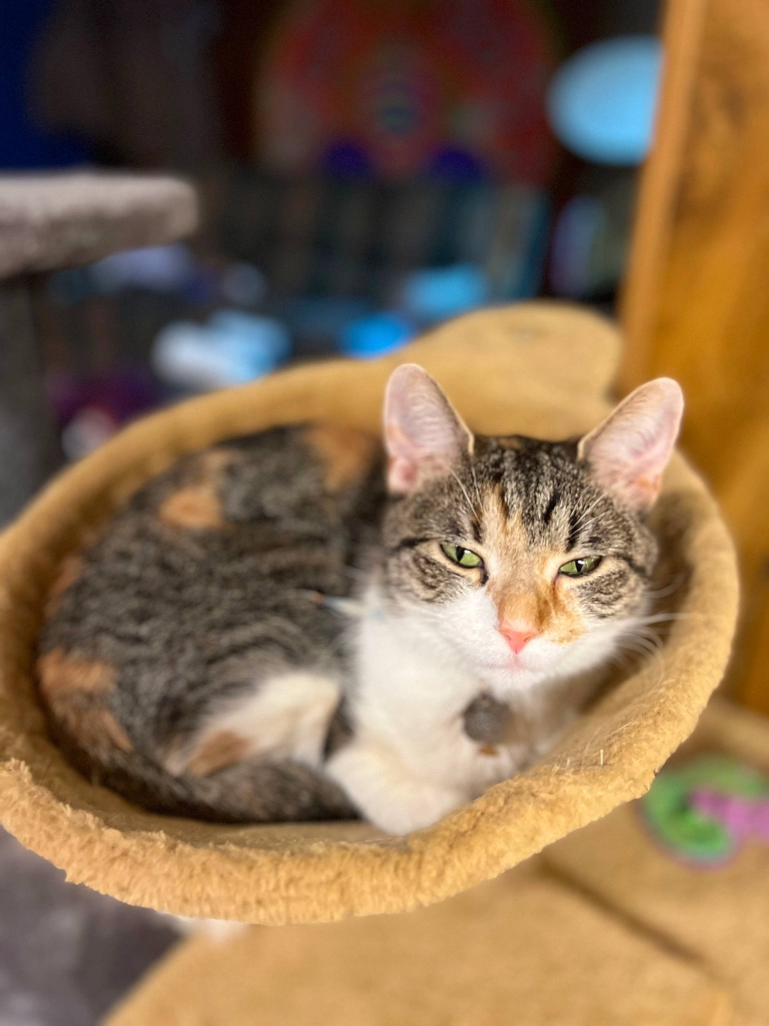 Hemi is registered to the contest to win money with this photo: carnivore, cat, domestic_short_haired_cat, felidae, fur, paw, small_to_medium_sized_cats, snout, terrestrial_animal, whiskers, wood