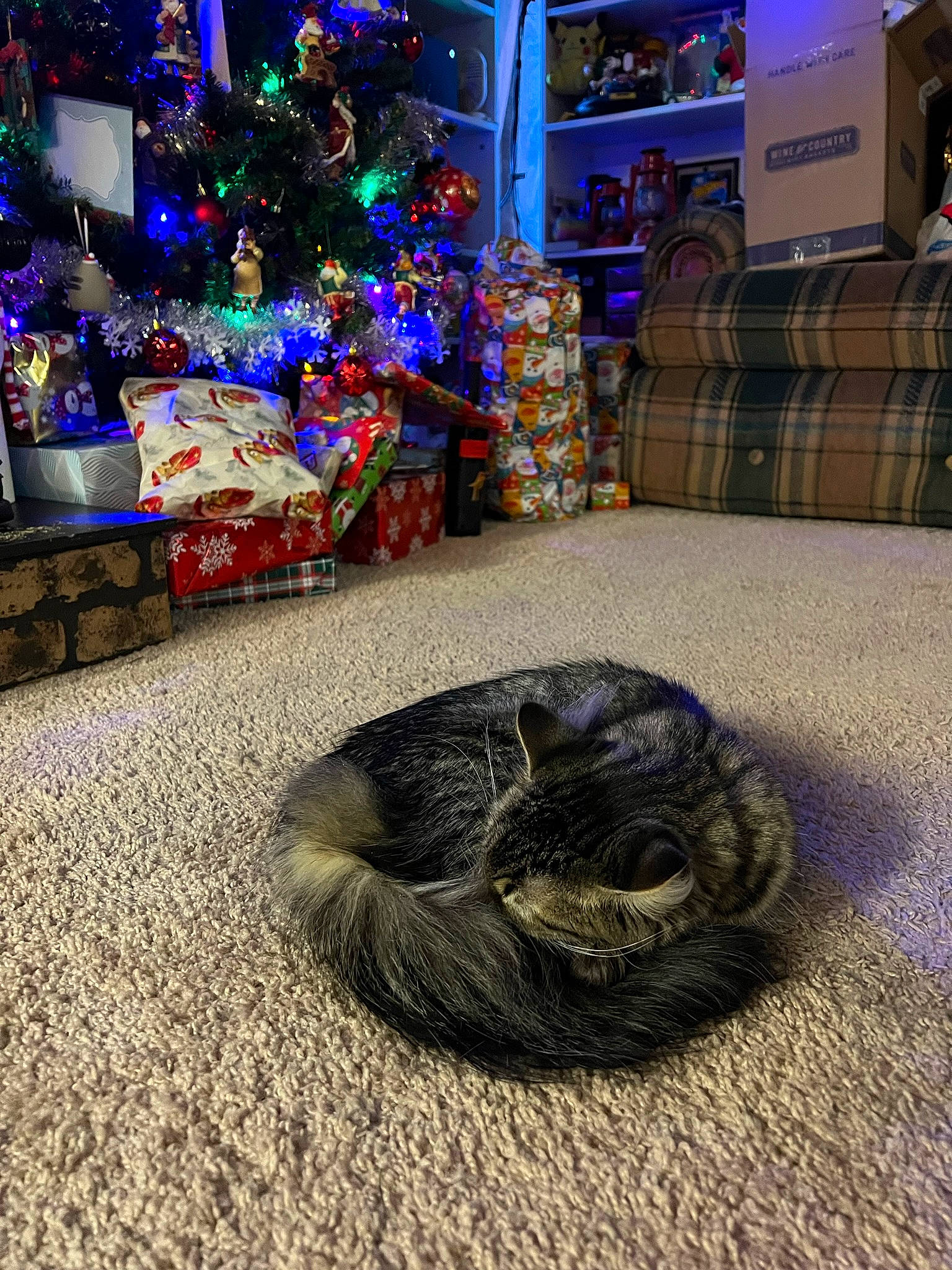 Smokey joined the competition — help win amazing prizes! automotive_tire, automotive_wheel_system, christmas, christmas_decoration, christmas_tree, comfort, decoration, event, flooring, fur, holiday, interior_design, ornament, pattern, synthetic_rubber, terrestrial_animal, tire, tread, tree, wood