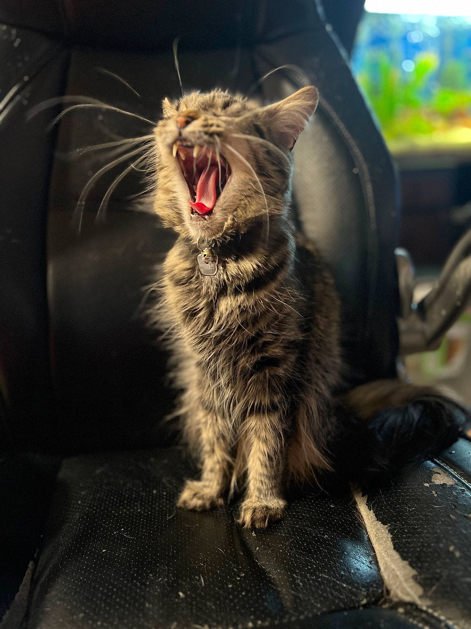 Smokey joined the competition — help win amazing prizes! carnivore, cat, claw, darkness, domestic_short_haired_cat, fang, felidae, fur, paw, photo_caption, plant, small_to_medium_sized_cats, snout, tail, terrestrial_animal, whiskers, window, windshield, yawn